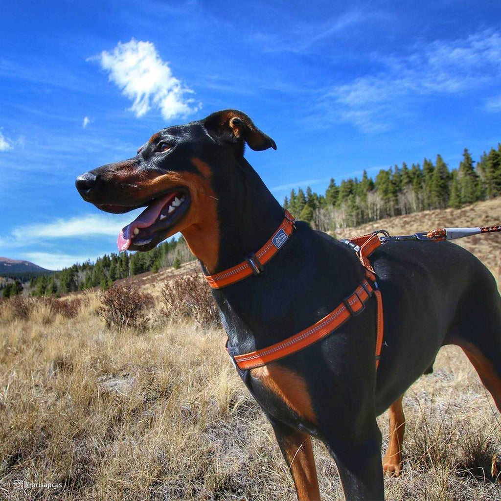 Reflective Adjustable Dog Collar G64292